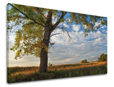 Pittura murale TREES