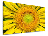 Pittura murale FIORI DI SOLE