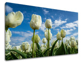 Pittura murale FIORI TULIPANI