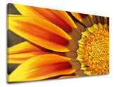 Pittura murale FIORI