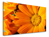 Pittura murale FIORI