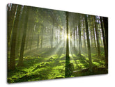 Pittura murale TREES