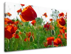 Pittura murale FLOWERS MAKY Sconto 60% 120X80 cm