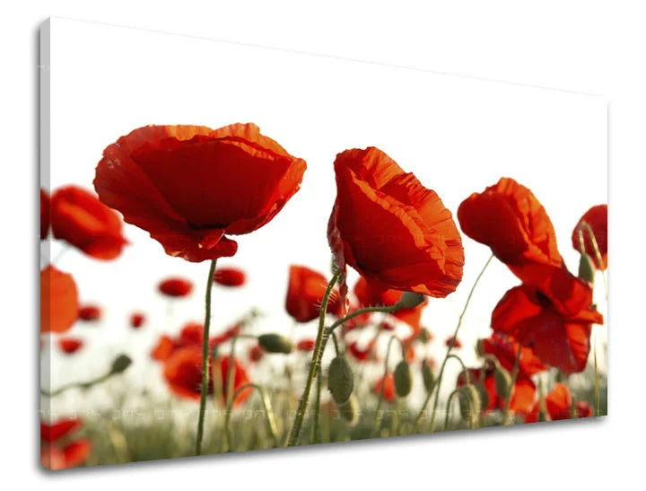 Pittura murale FLOWERS MAKY Sconto 60% 30X40 cm