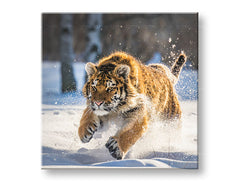 Pittura murale ANIMALS_048-12