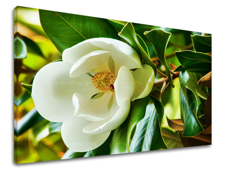Dipinto murale FIORI | varie dimensioni