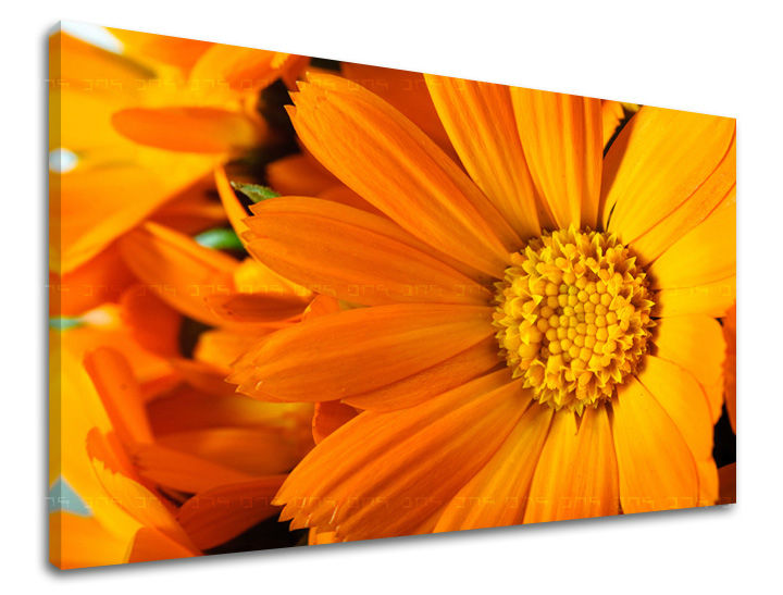 Dipinto murale FIORI | varie dimensioni