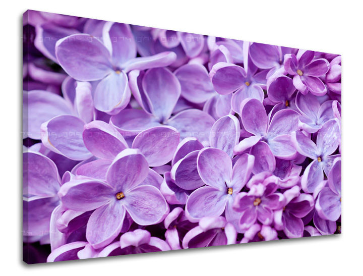 Dipinto murale FIORI | varie dimensioni