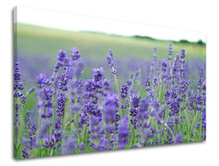 Dipinto murale FIORI | varie dimensioni