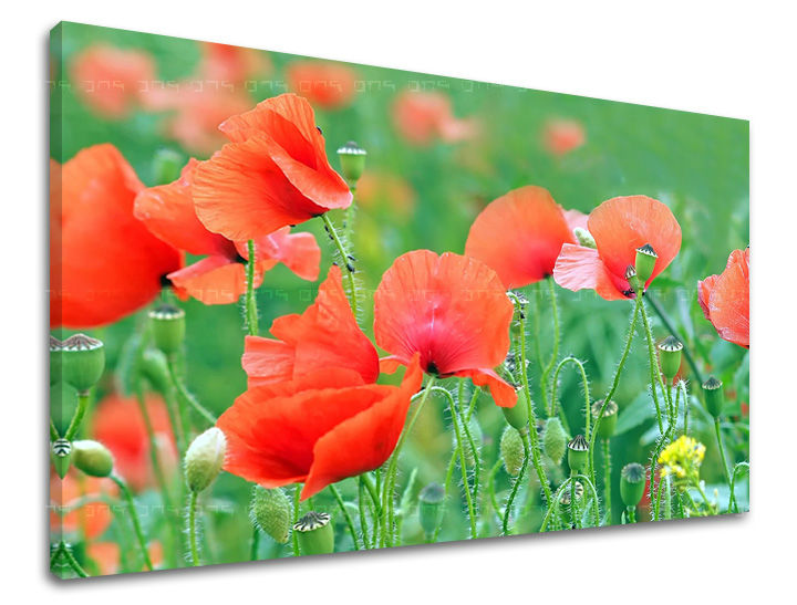 Dipinto murale FIORI | varie dimensioni