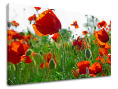 Dipinto murale FIORI DI PAPAVERO | varie dimensioni