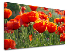 Dipinto murale FIORI DI PAPAVERO | varie dimensioni