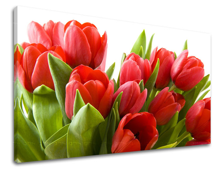 Dipinto murale FIORI DI TULIPANO | varie dimensioni