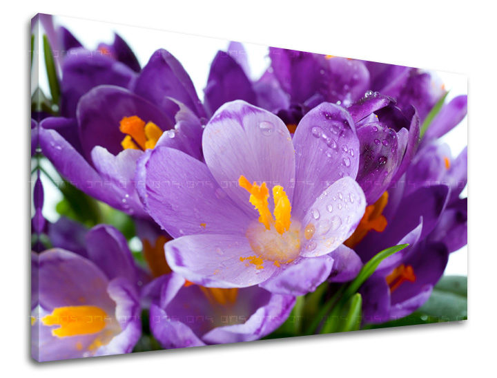 Dipinto murale FIORI | varie dimensioni
