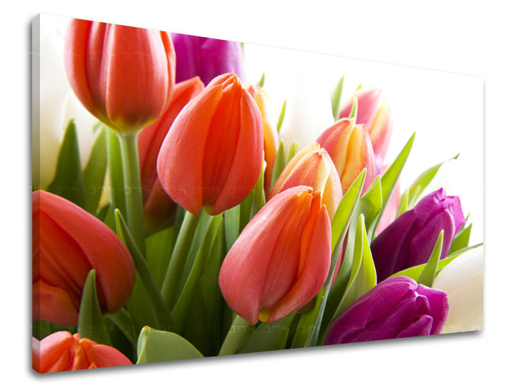 Dipinto murale FIORI DI TULIPANO | varie dimensioni