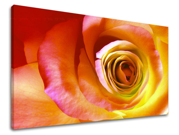 Dipinto murale FIORI DI ROSE | varie dimensioni