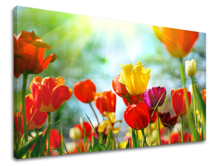 Dipinto murale FIORI DI TULIPANO | varie dimensioni