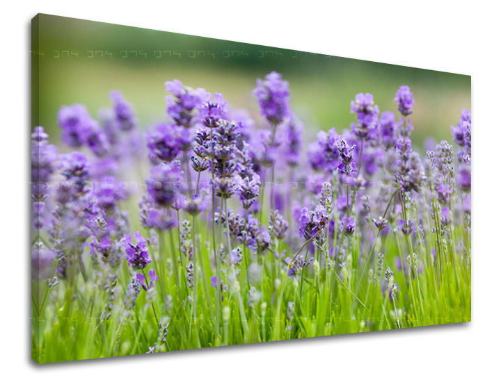 Dipinto murale FIORI | varie dimensioni