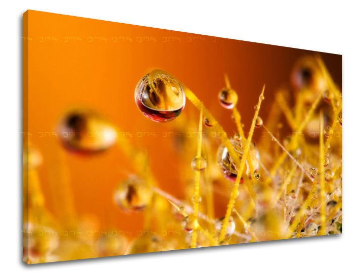 Pittura murale PIANTE | varie dimensioni