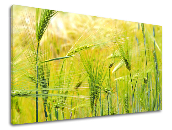 Pittura murale PIANTE | varie dimensioni
