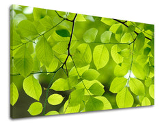 Pittura murale PIANTE | varie dimensioni