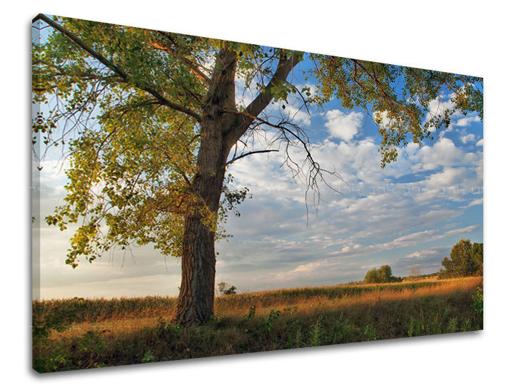 Pittura murale TREES