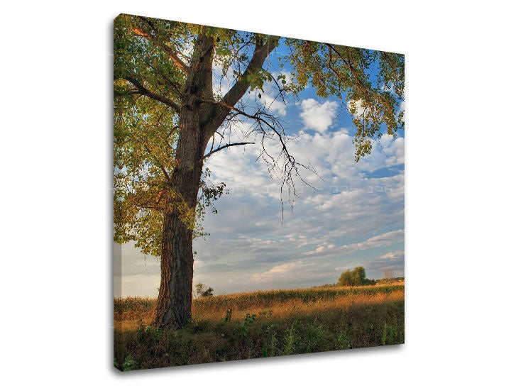 Pittura murale TREES