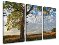 Pittura murale in 3 parti TREES