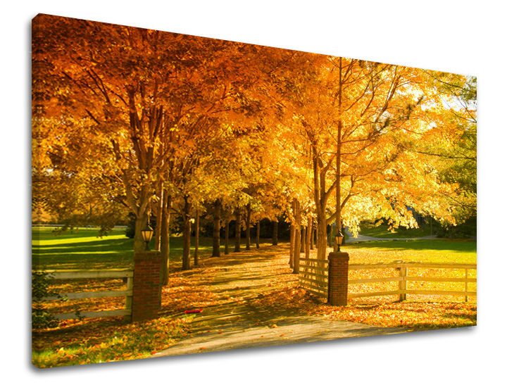 Pittura murale ALBERI | varie dimensioni