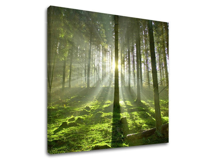 Pittura murale TREES