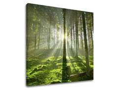 Pittura murale TREES