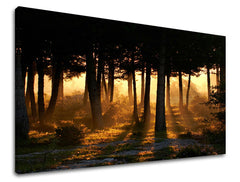 Pittura murale ALBERI | varie dimensioni
