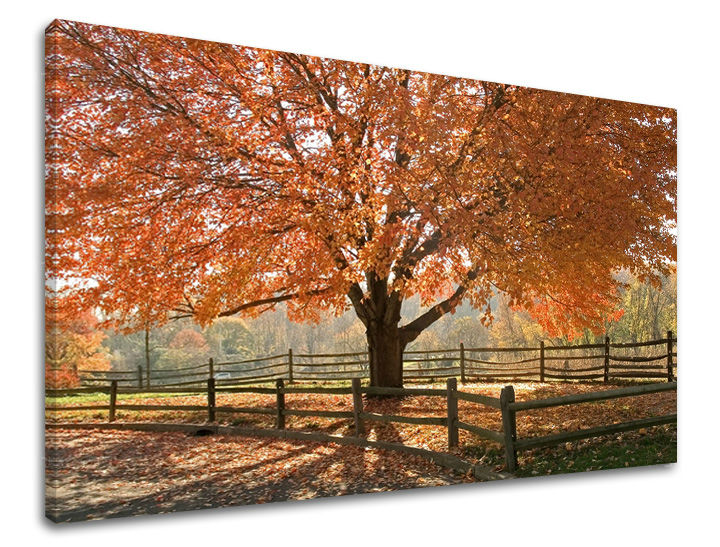 Pittura murale ALBERI | varie dimensioni