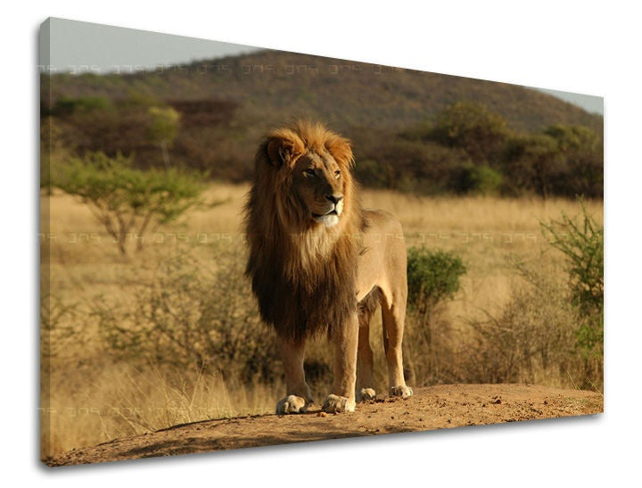 Pittura murale ANIMALI