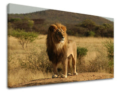 Pittura murale ANIMALI
