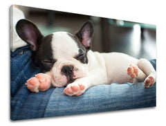 Pittura murale ANIMALI