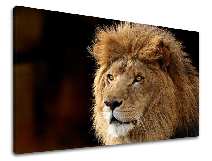 Pittura murale ANIMALI