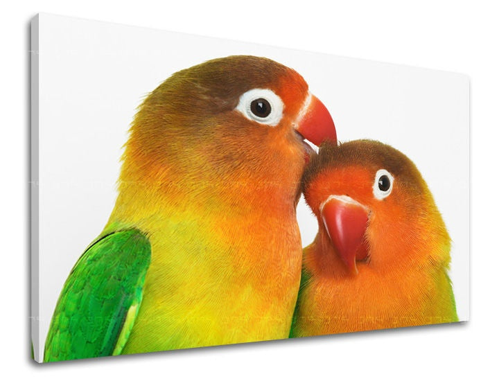 Pittura murale ANIMALI
