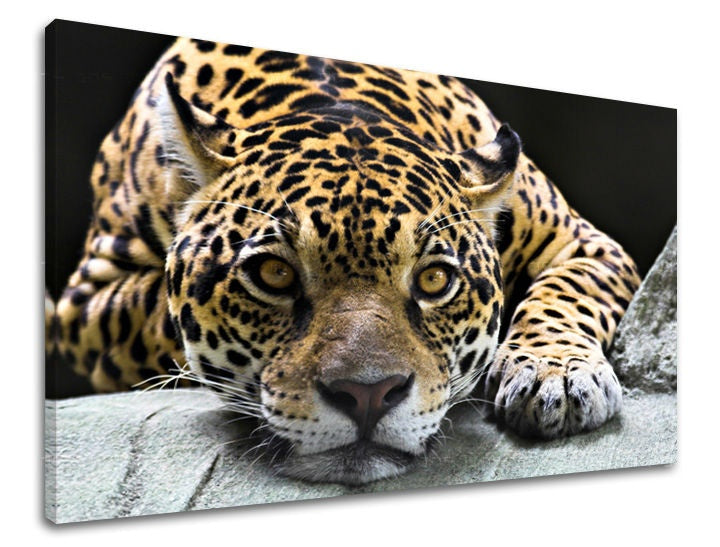 Pittura murale ANIMALI
