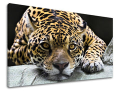 Pittura murale ANIMALI