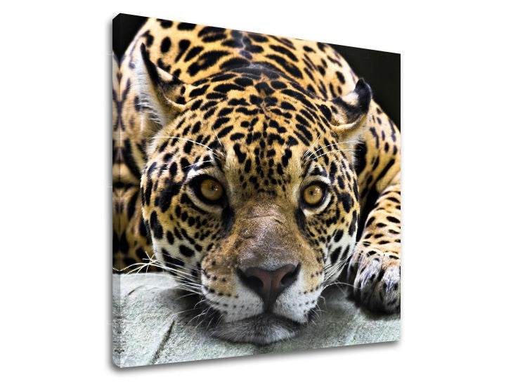 Pittura murale ANIMALI