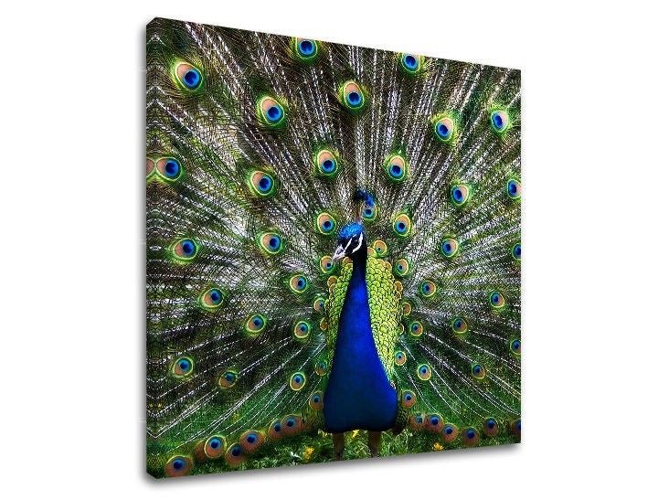 Pittura murale ANIMALI