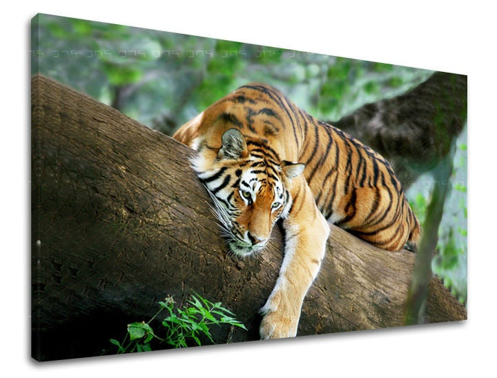 Pittura murale ANIMALI