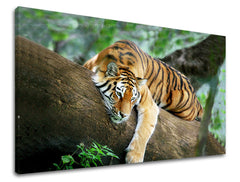 Dipinto murale ANIMALI | varie dimensioni