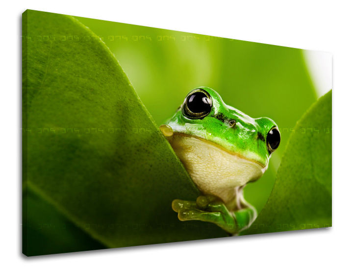 Dipinto murale ANIMALI | varie dimensioni