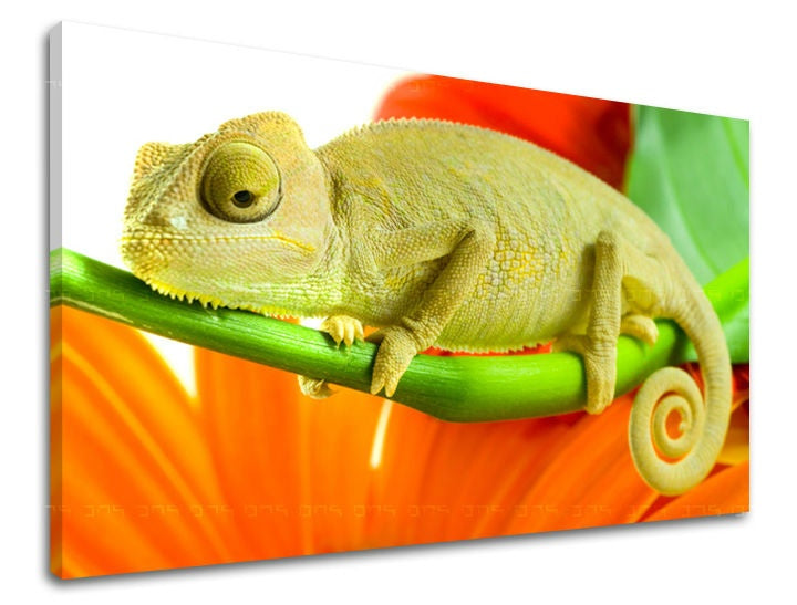 Pittura murale ANIMALI
