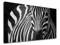 Dipinto murale ANIMALI | varie dimensioni