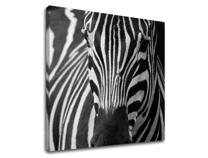 Pittura murale ANIMALI
