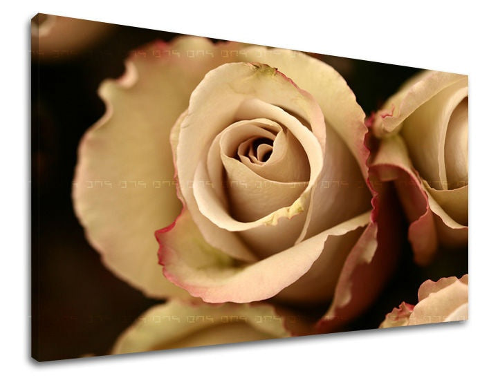 Pittura murale FIORI DI ROSE