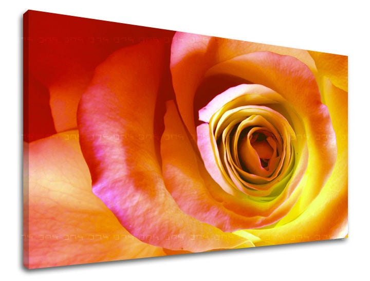 Pittura murale FIORI DI ROSE